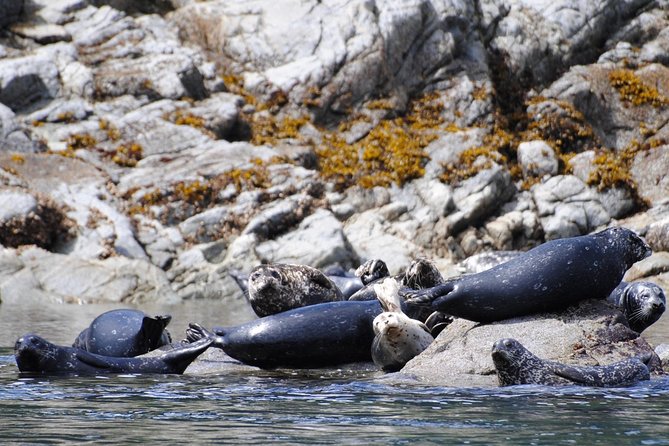 Zodiac Boat Whale and Wildlife 4-Hour Tour from Campbell River - Does the $180.44 price make sense?