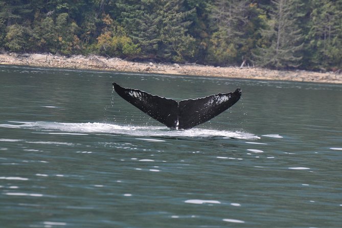 Zodiac Boat Whale and Wildlife 6-Hour Tour from Campbell River - Six hours in a small Zodiac from Campbell River
