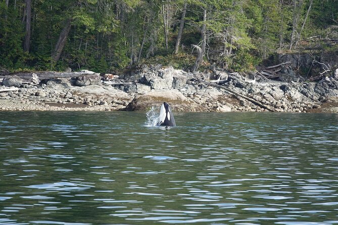 Zodiac Boat Whale and Wildlife 6-Hour Tour from Campbell River - Why the provided suit, lunch, and hot drinks matter