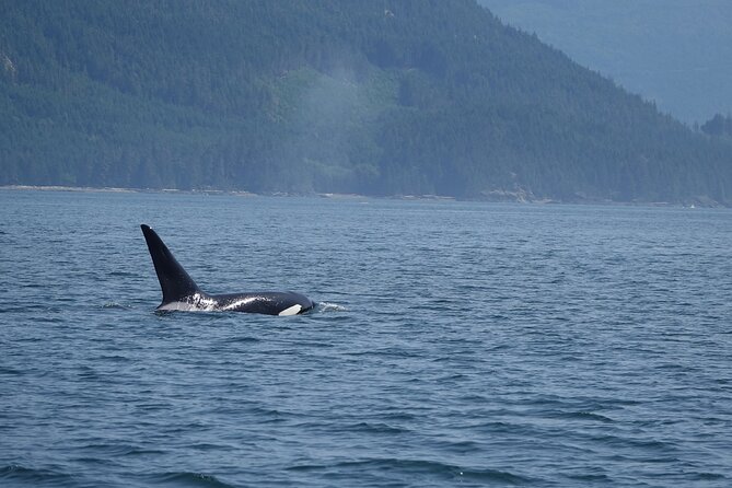 Zodiac Boat Whale and Wildlife 6-Hour Tour from Campbell River - Is $251.72 a fair price?