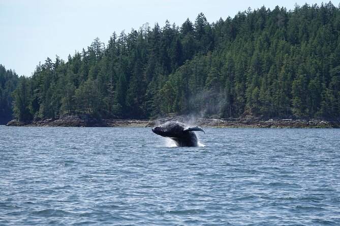 Zodiac Boat Whale and Wildlife 6-Hour Tour from Campbell River - Meeting at E Dock and returning to Campbell River
