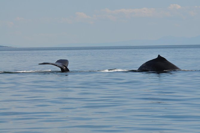 Zodiac Boat Whale and Wildlife 7-8-Hour Tour from Campbell River - Lunch, hot drinks, and the practical comforts