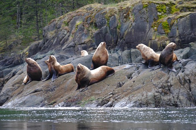 Zodiac Boat Whale and Wildlife 7-8-Hour Tour from Campbell River - Who will enjoy this tour most