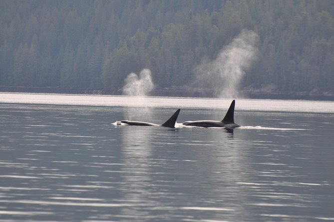 Zodiac Boat Whale and Wildlife 7-8-Hour Tour from Campbell River - The zodiac ride and the small-group setting