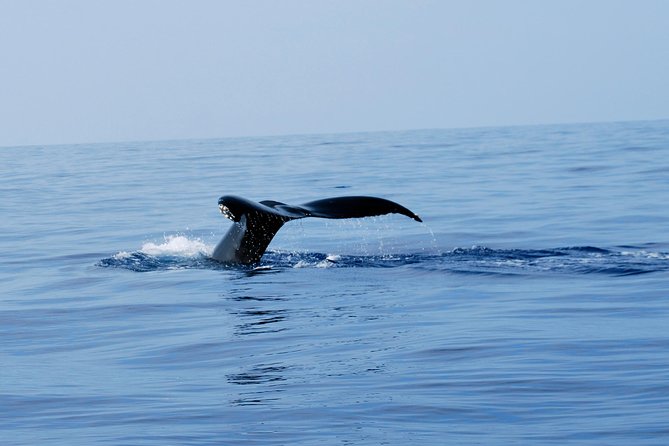 Zodiac Raft Whale Watching Adventure - A three-hour ride along the Kona Coast