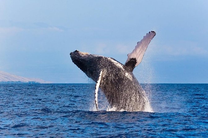 Zodiac Raft Whale Watching Adventure - Searching for humpbacks in winter