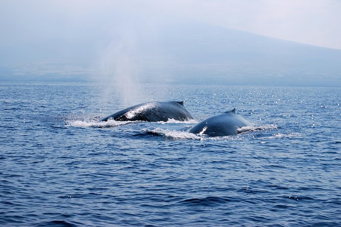Zodiac Raft Whale Watching Adventure - What the $113.82 price includes