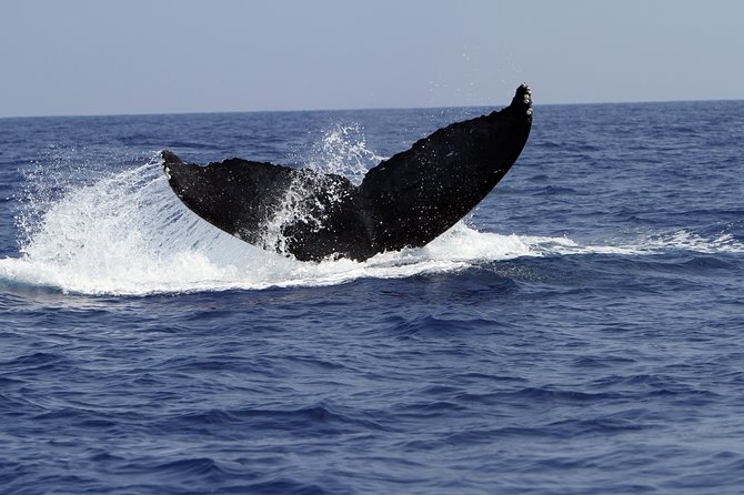 Zodiac Raft Whale Watching Adventure - Why the 16-passenger Zodiac changes the experience
