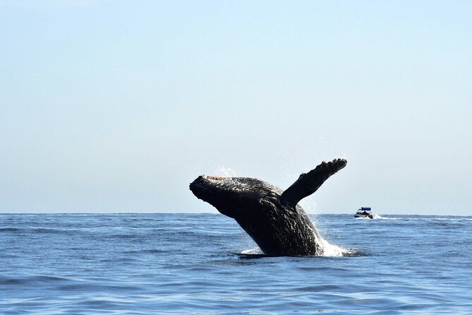 ZODIAC Whale Watch Tour | Cabo San Lucas | Biologist | FREE Pics - Meeting the whales with a marine biologist