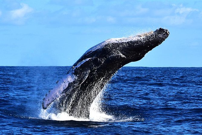 ZODIAC Whale Watch Tour | Cabo San Lucas | Biologist | FREE Pics - Listening to whales through a hydrophone