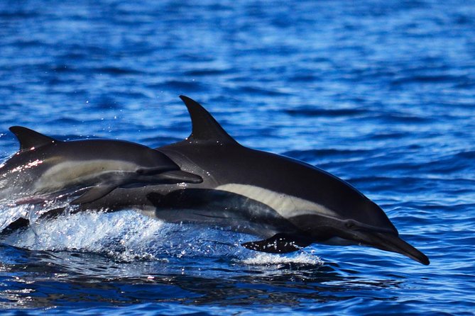 ZODIAC Whale Watch Tour | Cabo San Lucas | Biologist | FREE Pics - Why the free photos add real value
