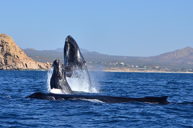 ZODIAC Whale Watch Tour | Cabo San Lucas | Biologist | FREE Pics - What the $109 price gets you