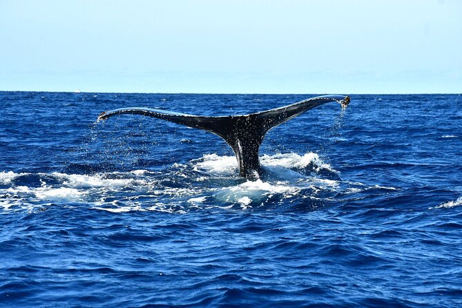 ZODIAC Whale Watch Tour | Cabo San Lucas | Biologist | FREE Pics - Timing, transport, and cruise-ship planning